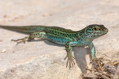 Podarcis pityusensis formenterae