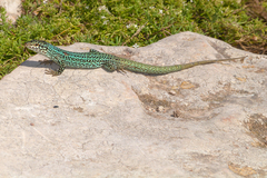 Podarcis pityusensis formenterae