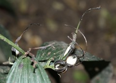 Corymborkis corymbis