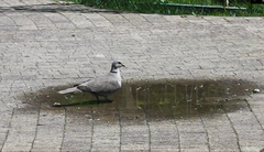 Streptopelia decaocto