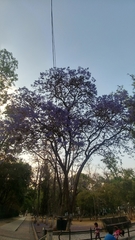 Jacaranda mimosifolia