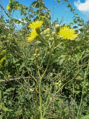Sonchus arvensis arvensis