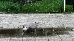 Streptopelia decaocto