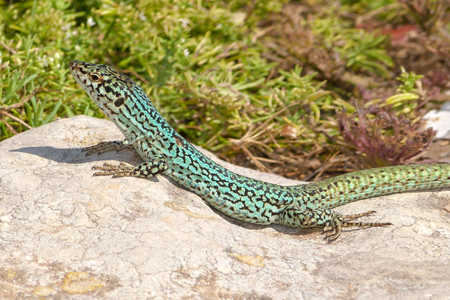 Ibiza Wall Lizard