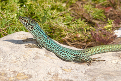 Podarcis pityusensis formenterae