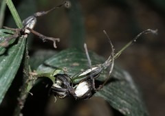 Corymborkis corymbis