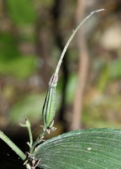 Corymborkis corymbis