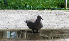 Streptopelia decaocto