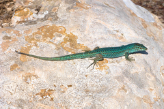 Podarcis pityusensis formenterae