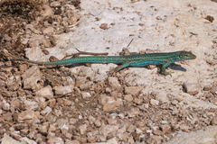Podarcis pityusensis formenterae