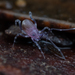 Opilioacaridae - Photo (c) Marshal Hedin,  זכויות יוצרים חלקיות (CC BY-NC-SA), הועלה על ידי Marshal Hedin