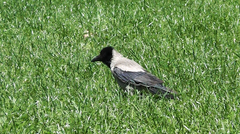 Corvus cornix