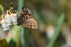 Callophrys lanoraieensis