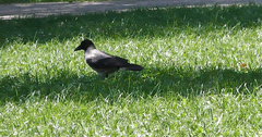 Corvus cornix