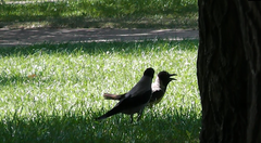 Corvus cornix