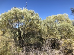 Acacia maranoensis