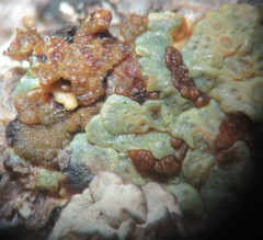 Acarospora xanthophana