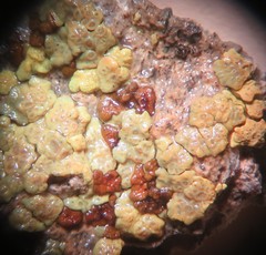 Acarospora xanthophana