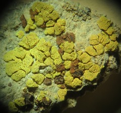 Acarospora xanthophana