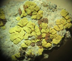 Acarospora xanthophana