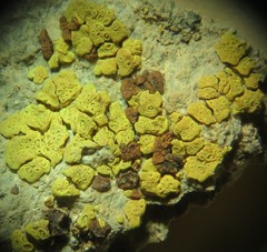 Acarospora xanthophana