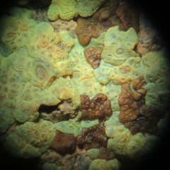 Acarospora xanthophana