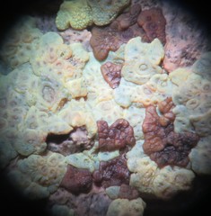 Acarospora xanthophana