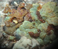 Acarospora xanthophana