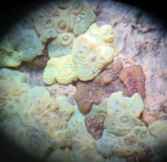 Acarospora xanthophana