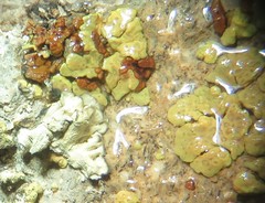 Acarospora xanthophana