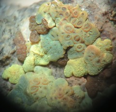 Acarospora xanthophana