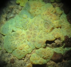 Acarospora xanthophana