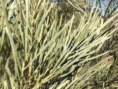 Acacia maranoensis