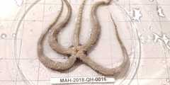 Ophiocoma echinata