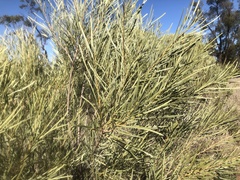 Acacia maranoensis