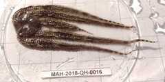 Ophiocoma echinata