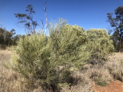 Acacia maranoensis