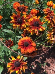 Gaillardia × grandiflora