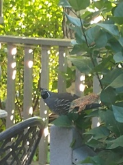 Callipepla californica