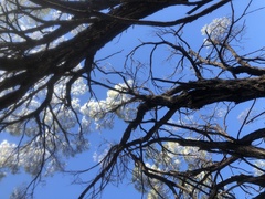 Acacia maranoensis