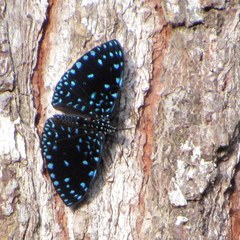 Hamadryas laodamia saurites