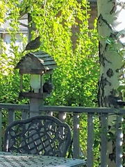 Callipepla californica