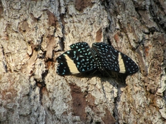 Hamadryas laodamia saurites