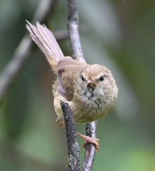 Horornis acanthizoides