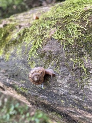 Webbhelix multilineata