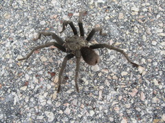 Phormictopus cancerides