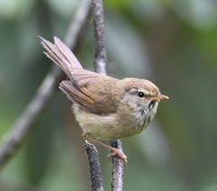 Horornis acanthizoides