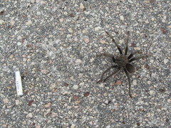 Phormictopus cancerides