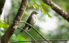 Turdus albicollis