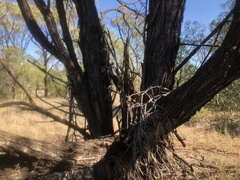 Acacia maranoensis